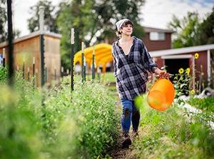 MSU Denver Public Health major Angelica Marley works at Sprout City Farms harvesting vegetables. Photo by Alyson McClaran